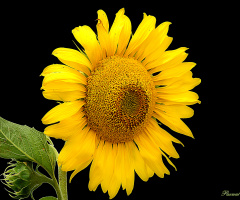Personal sunflower