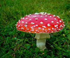 fliegenpilz 2