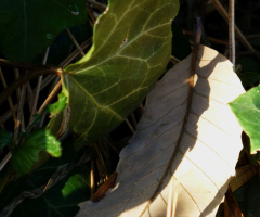 Licht und Schatten