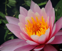 Nymphaea rubra II