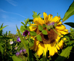 sommer  2