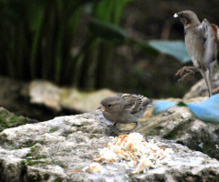 early in the morning - breakfast-time