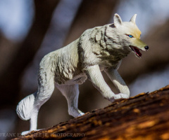 Timber Wolf