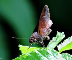 Hisperiidae II