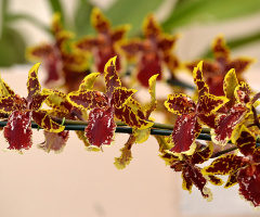 Chocolate orchid