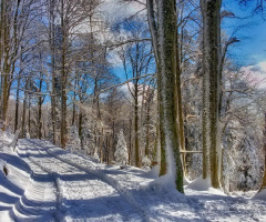 Snowy roads