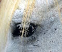 Horse's eyes