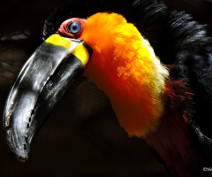 Tucano-de-bico-preto