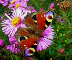 schmetterling 4