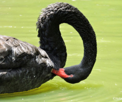 Stylish Swan