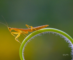 Mini Mantis
