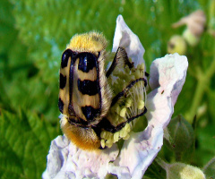 pinselkäfer