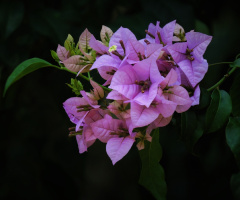 Bougainvillea