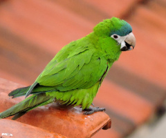 Parrot