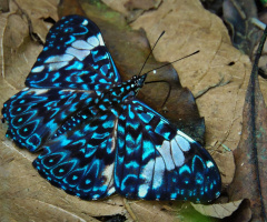 Hamadryas amphinome
