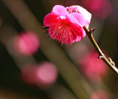 pink bokeh…