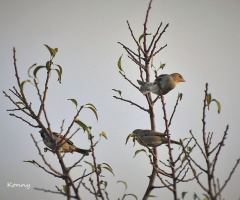 the three little birds .. 