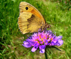 schmetterling 5
