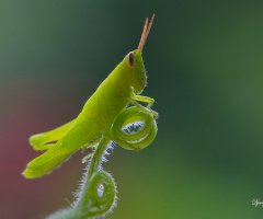 Green Grasshopper