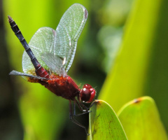 Red Dragonfly