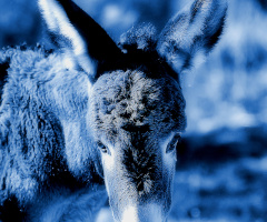Little Donkey II