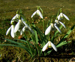 schneeglöckchen 