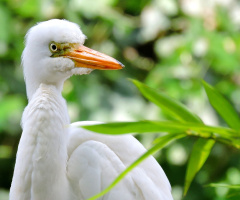 Great Egret