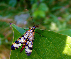 skorpionsfliege 2