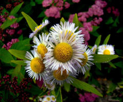 blumen 2