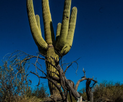 A Mighty Sonoran Desert Saguaro Cactus