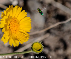 Flower And Bee