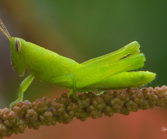 Green Grasshopper