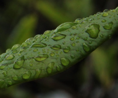 A leaf after rain