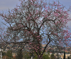 almond tree