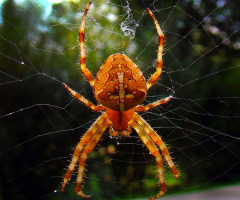 spinne 4