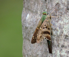 Hesperiidae IV