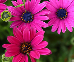 pink!