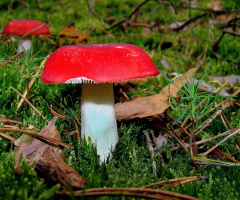 pilze 5