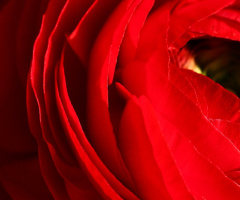 reds…