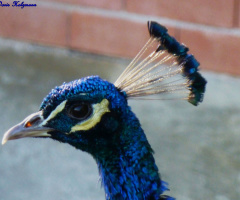 Pfau