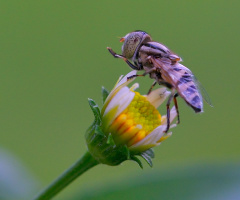 Hoverfly