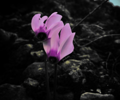Cyclamen 