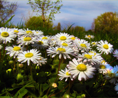 gänseblumen 
