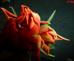 Tulpe