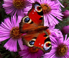 schmetterling 6