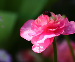pink…