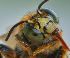 Bee