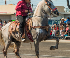 Horses At A Non-Mechanized Parade