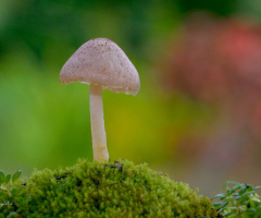 Mushroom