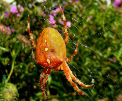 spinne 5